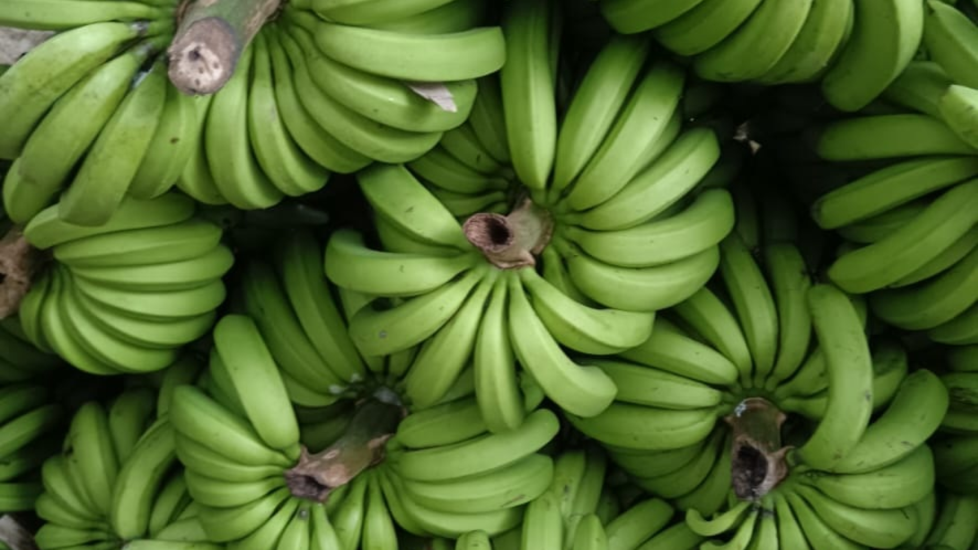 bananos tala123