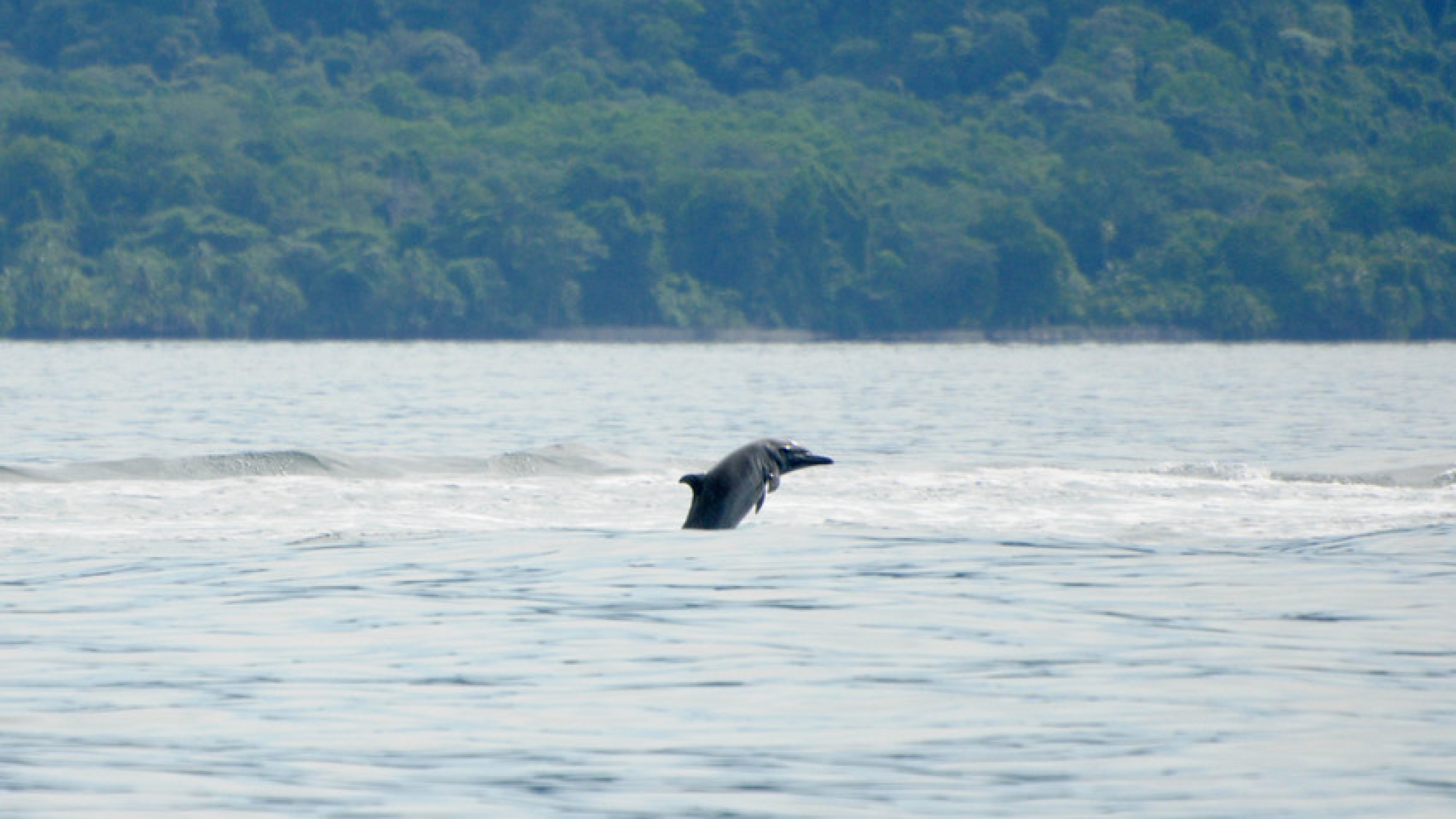 delfin-66ff0a42c6fed