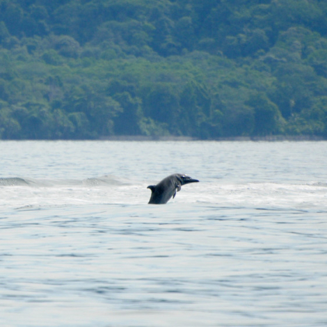 delfin-66ff0a42c6fed